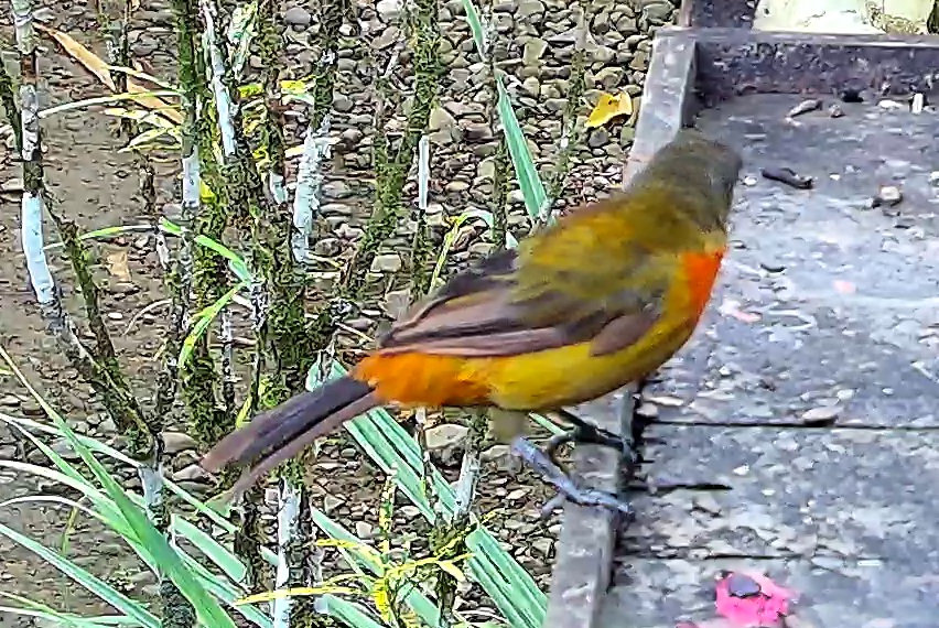 Flame-rumped Tanager
