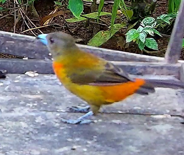 Scarlet-rumped Tanager
