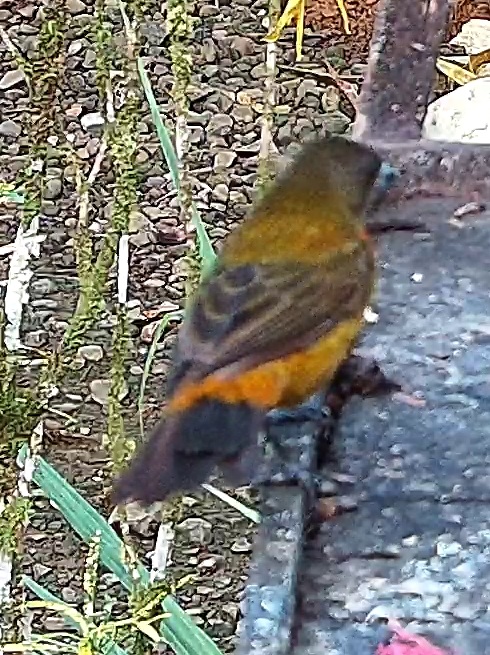 Tanager