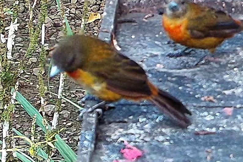 Scarlet-rumped Tanager