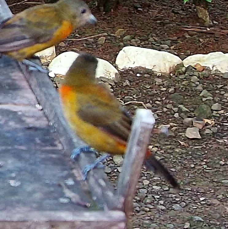 Passerini's Tanager