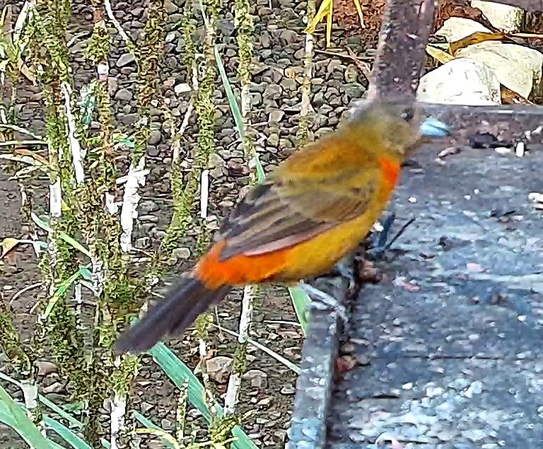Flame-rumped Tanager