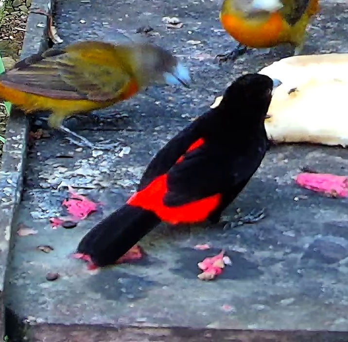 Crimson-collared Tanager