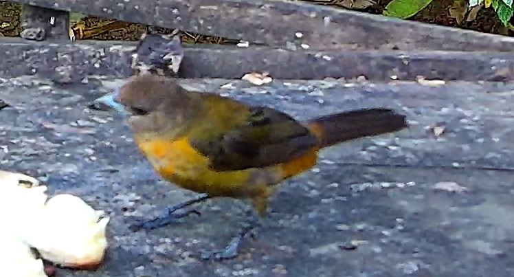 Flame-rumped Tanager