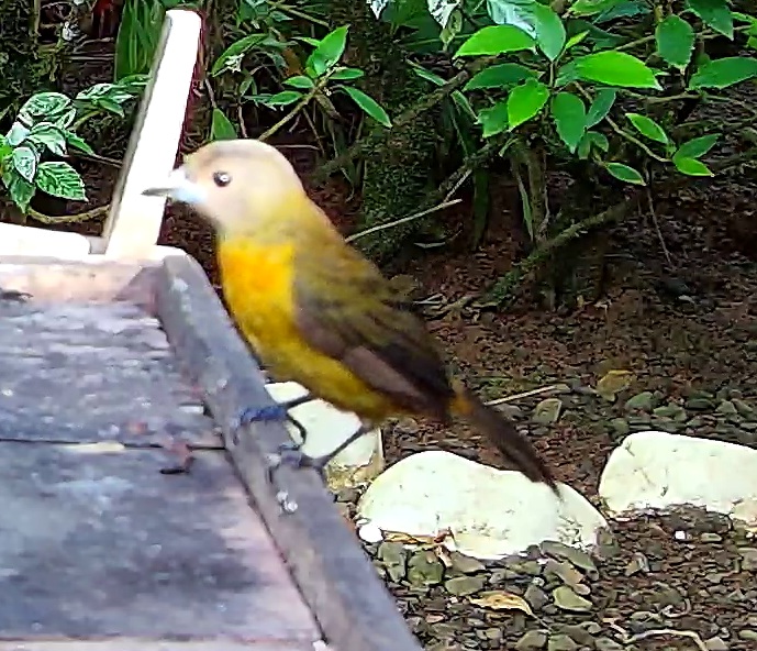 Flame-rumped Tanager