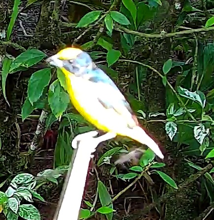 Golden-hooded Tanager