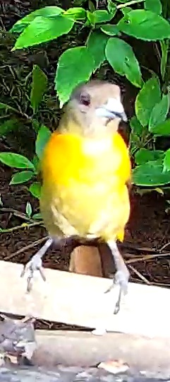 Grey-headed Tanager