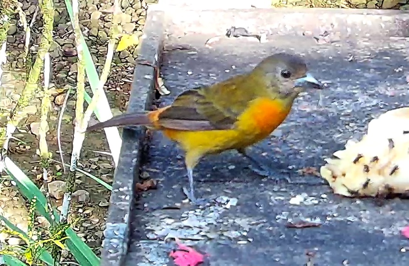 Flame-rumped Tanager