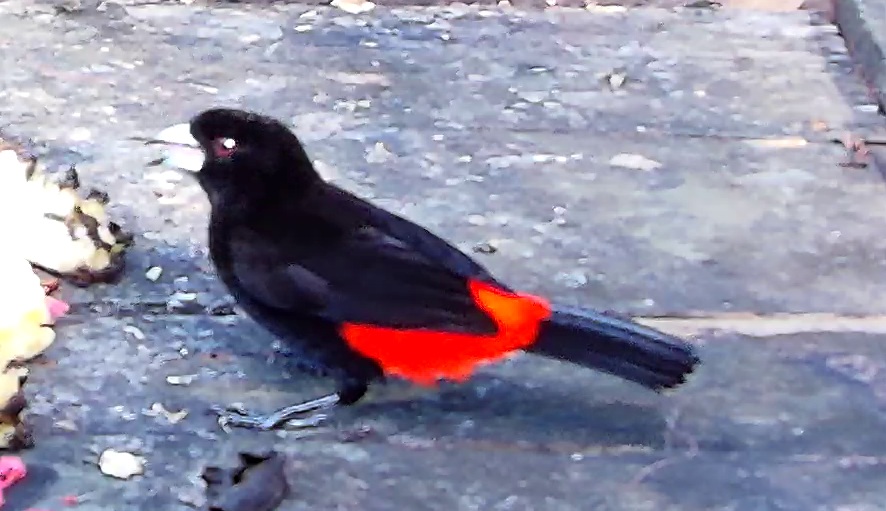 Passerini's tanager