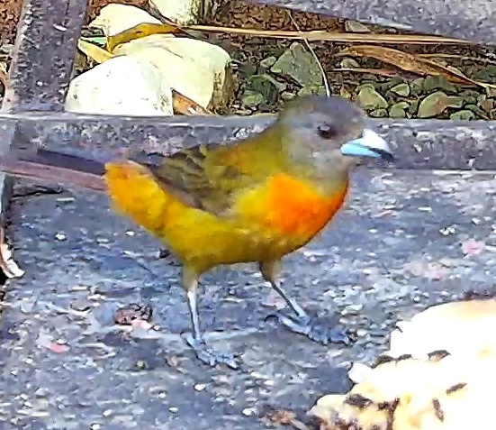 Flame-rumped Tanager