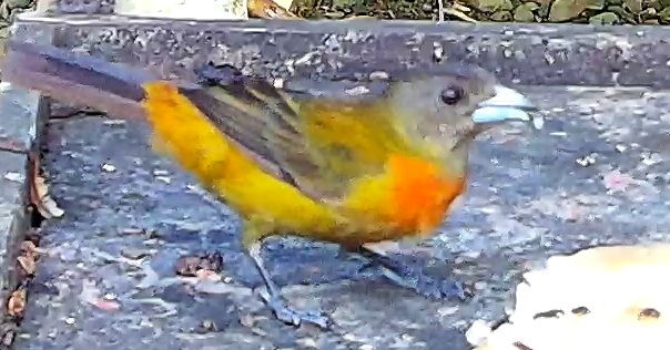 Flame-rumped Tanager