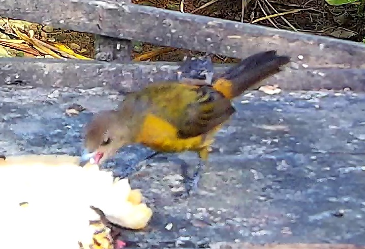Flame-rumped Tanager