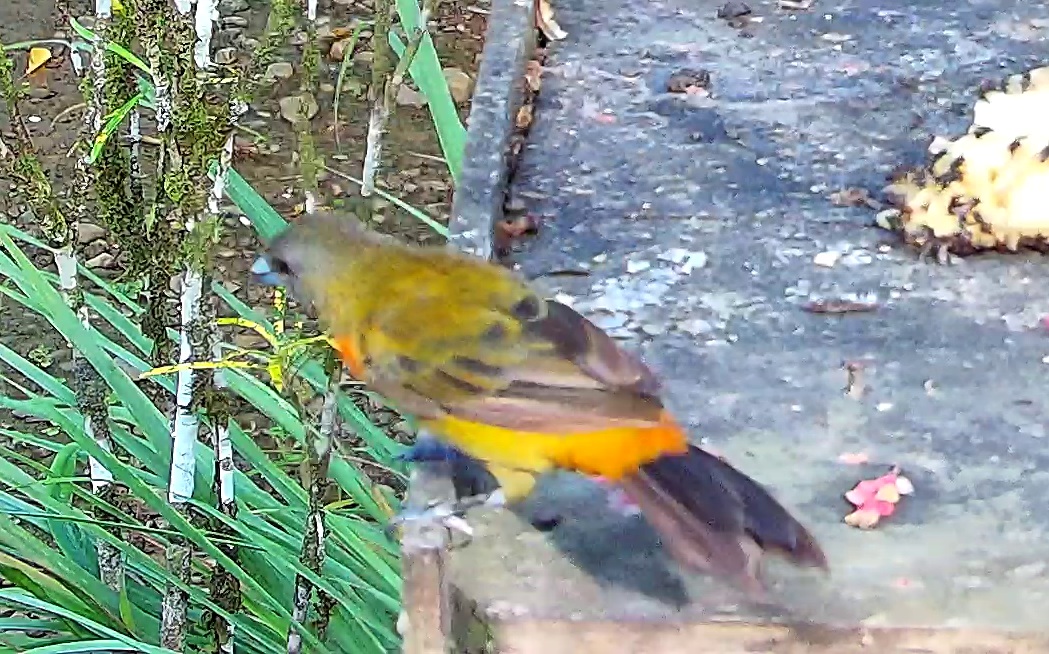 Flame-rumped Tanager