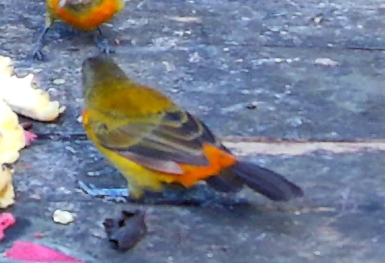 Flame-rumped Tanager