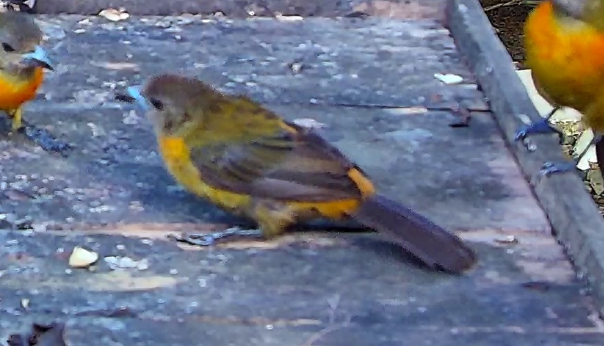 Passerini's Tanager
