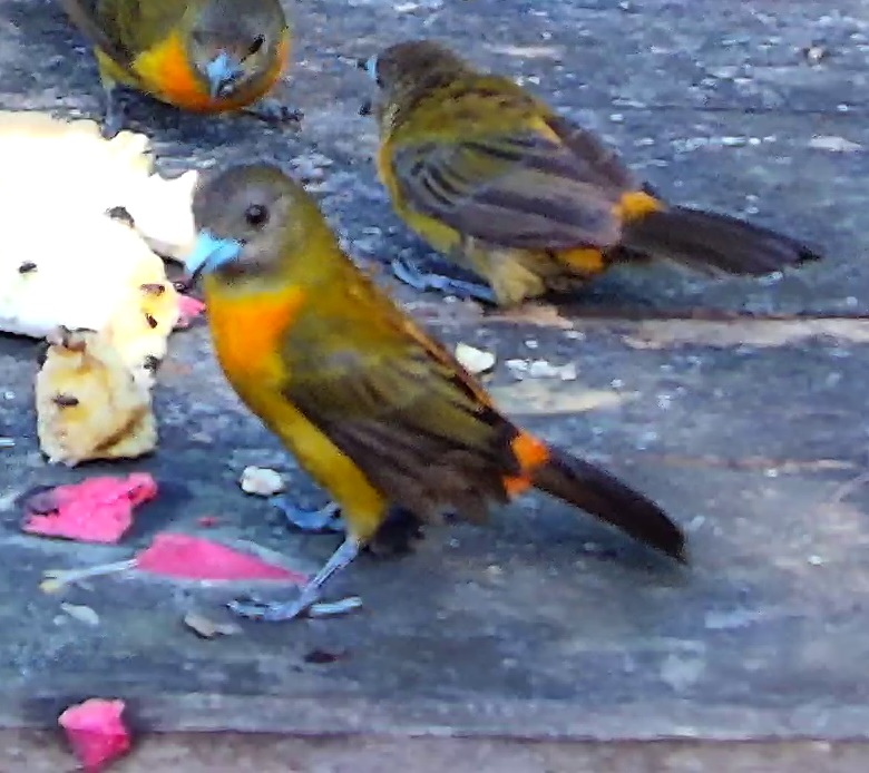 Scarlet-rumped Tanager