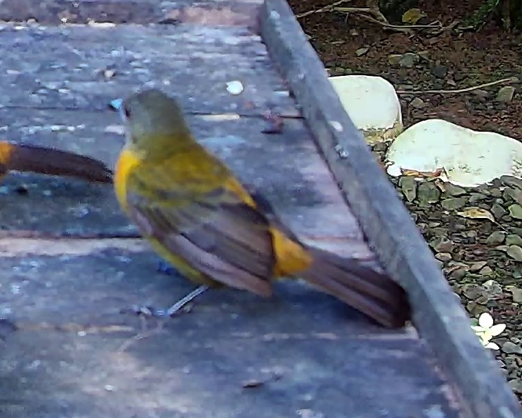 Flame-rumped Tanager