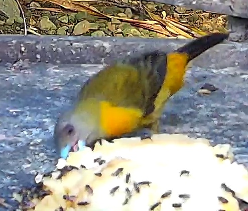 Euphonia