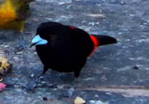 Scarlet-rumped Tanager