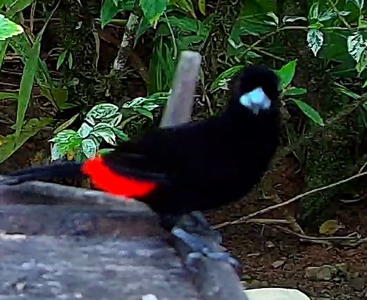 Passerini's Tanager