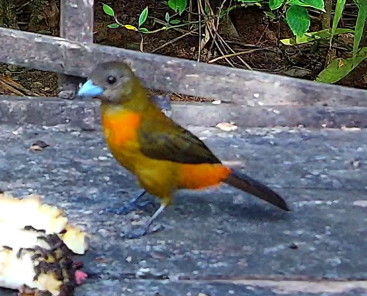 Scarlet-rumped Tanager