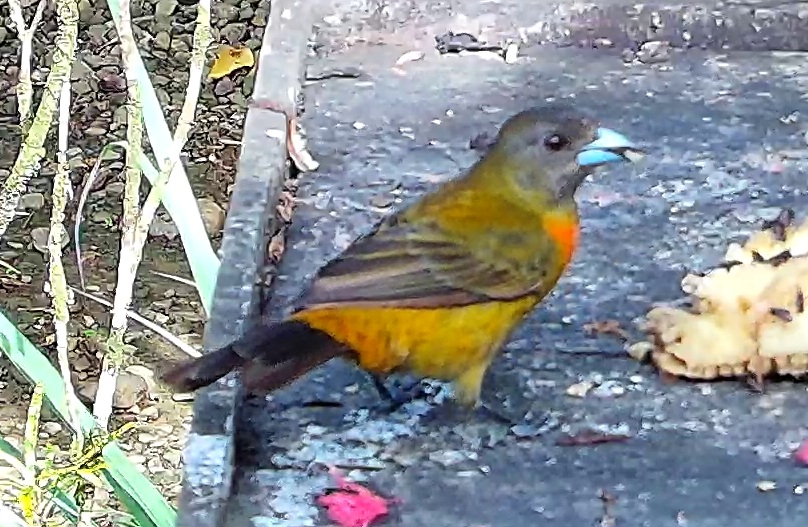 Flame-rumped Tanager