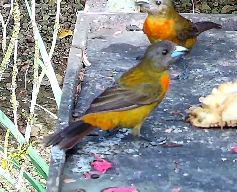 Flame-rumped Tanager