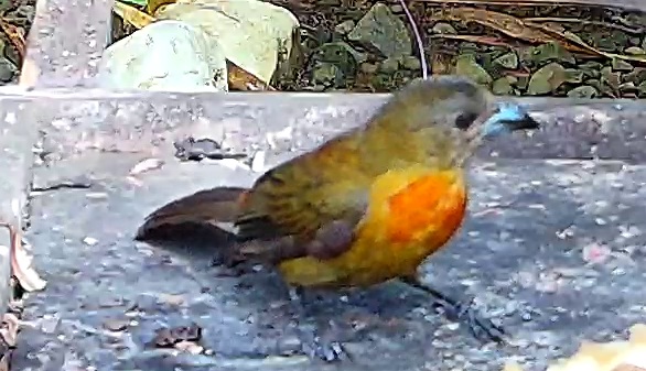Crimson-backed Tanager