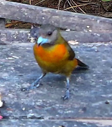 Flame-rumped Tanager