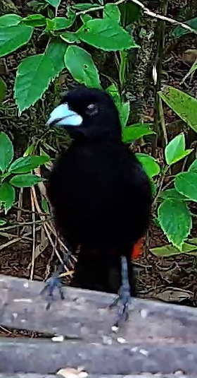 Scarlet-rumped Tanager