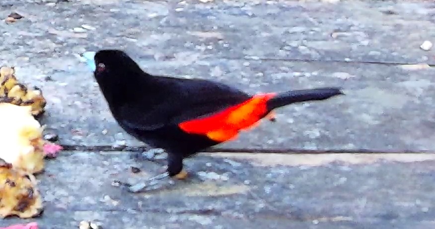 Scarlet-rumped Tanager