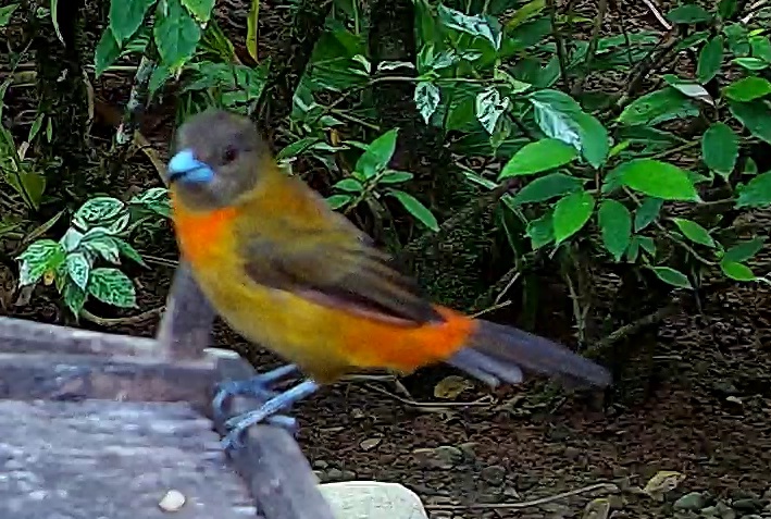 Passerini's Tanager