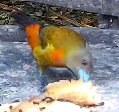 Scarlet-rumped Tanager