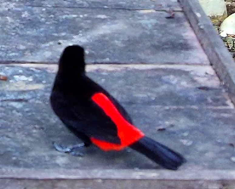 Scarlet-rumped Tanager