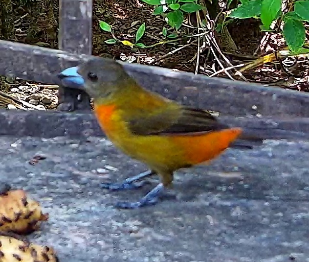 Scarlet-rumped Tanager