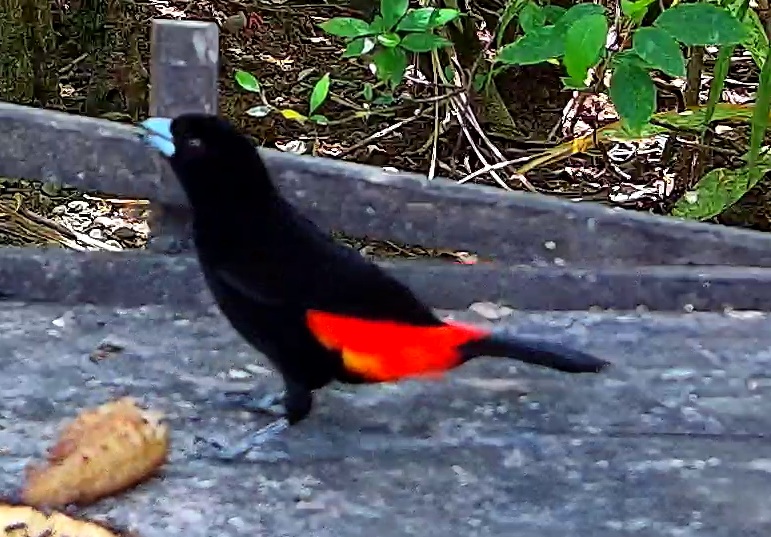 Scarlet-rumped Tanager
