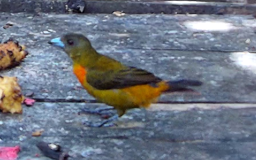 Scarlet-rumped Tanager