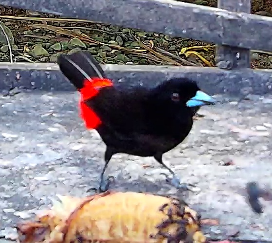 Scarlet-rumped Tanager