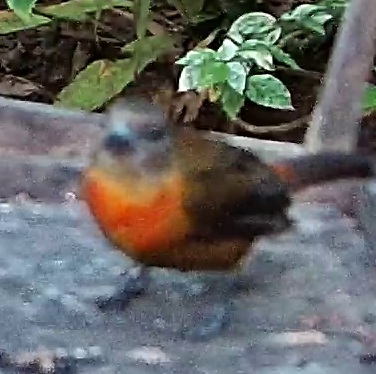 Scarlet-rumped Tanager