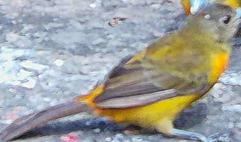 Flame-rumped Tanager