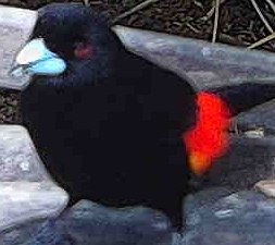 Scarlet-rumped Tanager