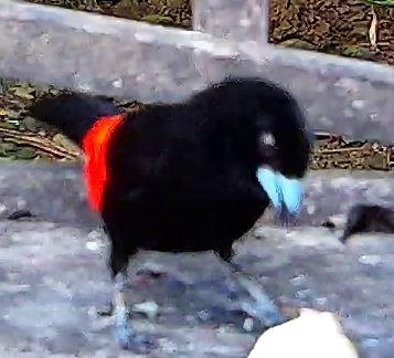 Passerini's Tanager
