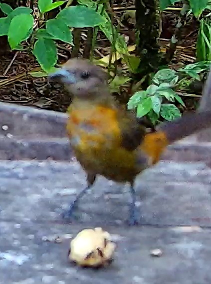 Flame-rumped Tanager