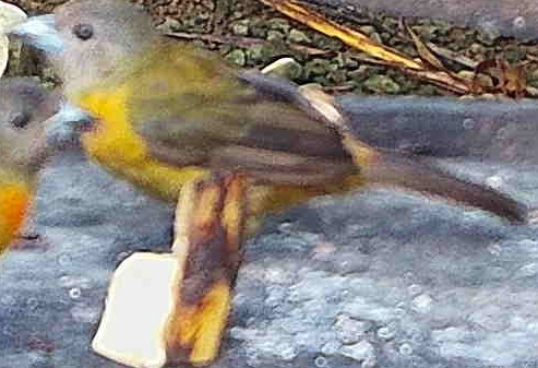 Flame-rumped Tanager