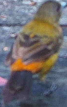 Orange-bellied Euphonia