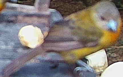 Passerini's Tanager