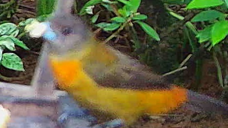 Gray-headed tanager
