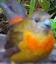 Orange-bellied Euphonia