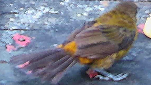 Flame-rumped Tanager