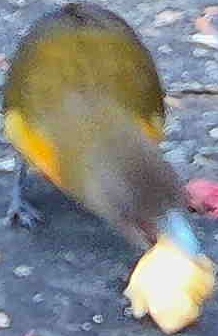 Flame-rumped Tanager